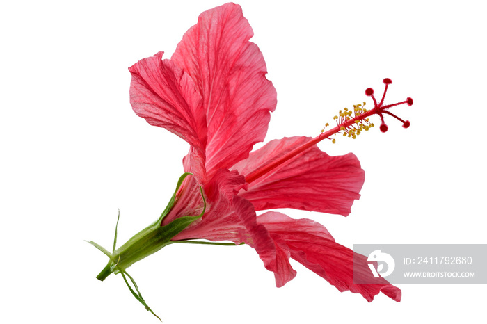 Red flower hibiscus