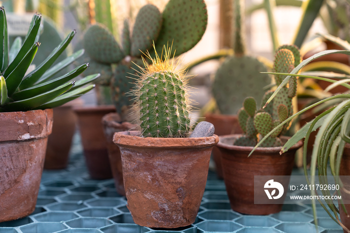 Close up of cactus plant in old terracota clay pot in greenhouse