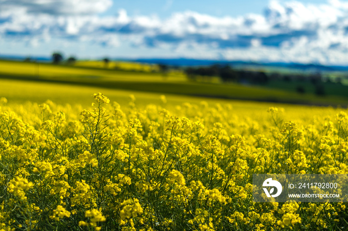 Canola field in Australia