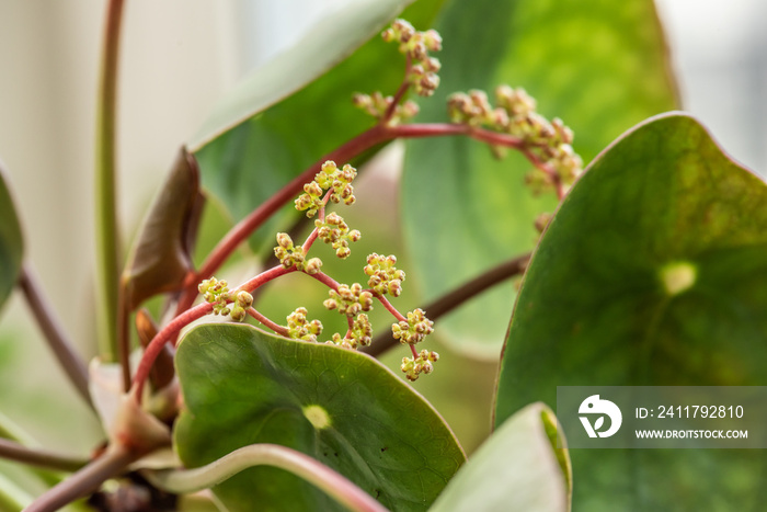 Blooming Pilea chinese money plant.