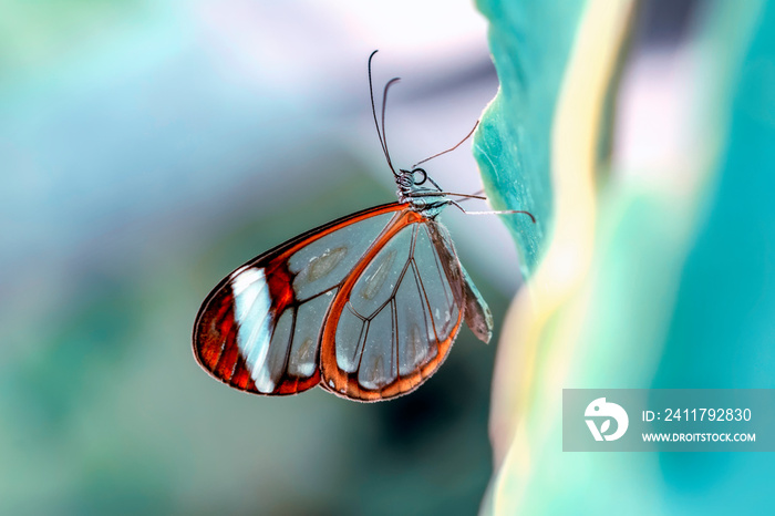 Glasswing Butterfly (Greta oto) in a summer garden