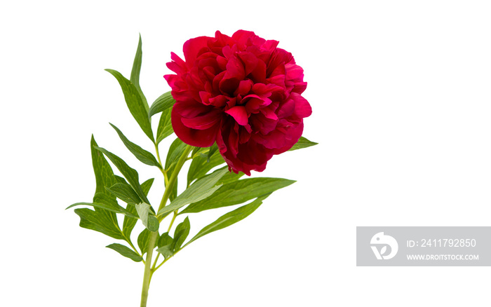 red peony isolated