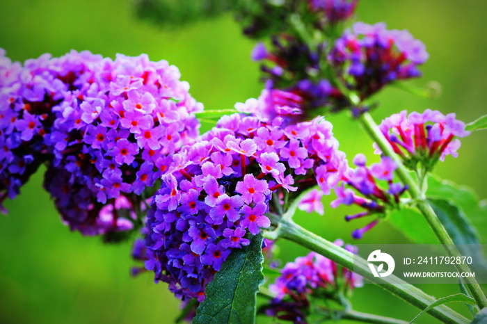 Booming butterfly bush, Buddleja davidii, butterflies sucking honey