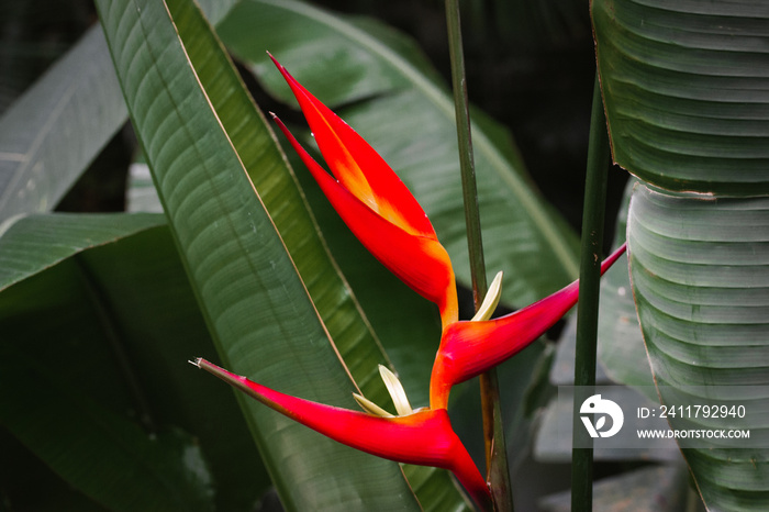 Heliconia bihai lobster plant, red exotic palulu flower among dark green foliage