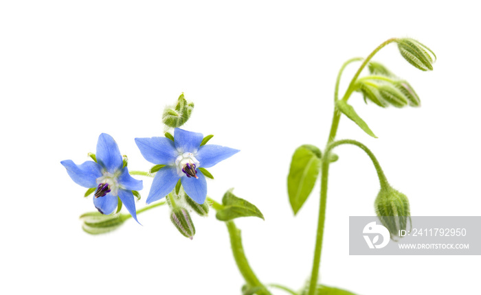 blue flowers of borage isolated