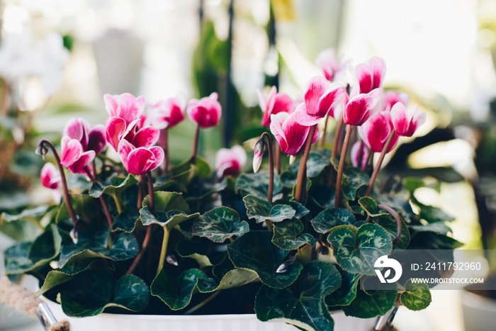 Beautiful violet pink cyclamen