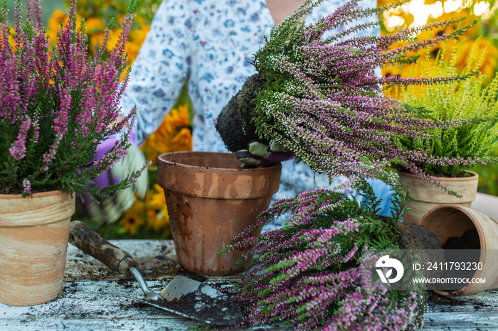 A woman plants autumn heathers in the garden.