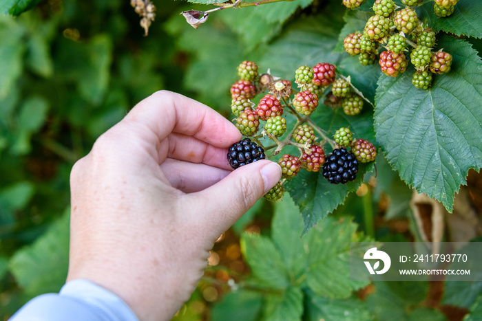 Woman’s hand picking a ripe blackberry out in the woods