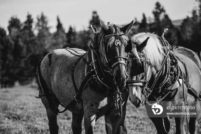 Black and white image of two draft horses waiting to pull a carriage outside in summer