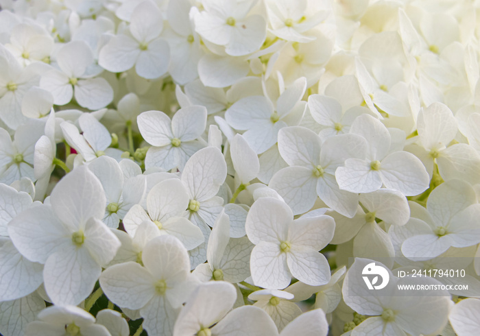 Beautiful white hydrangea paniculata blossoms closeup. Soft focus. White hydrangea flowers tender romantic floral background.