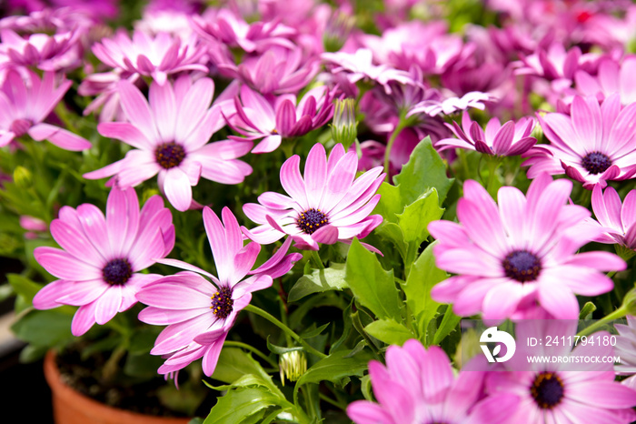 Purple Osteospermum Ecklonis flowers in the garden