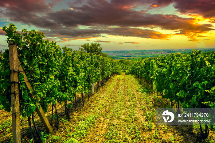 Grape field growing for wine. Vineyard hills. Summer scenery with wineyard rows