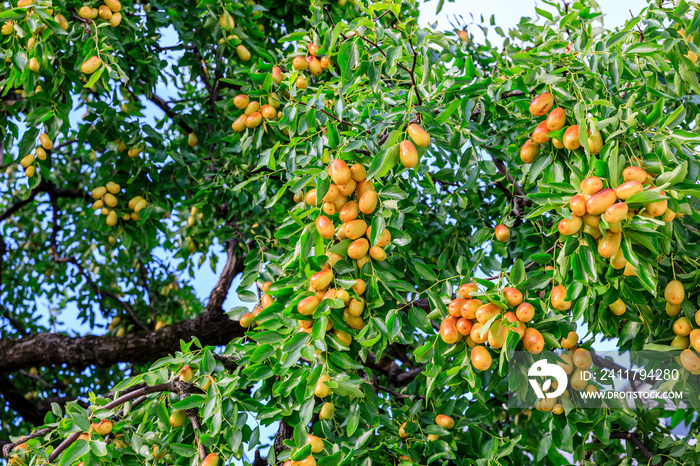 Sweet jujubes grow on jujube tree. Ripe date fruits in autumn season.