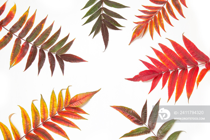 Autumn yellow red leaves on a white background.