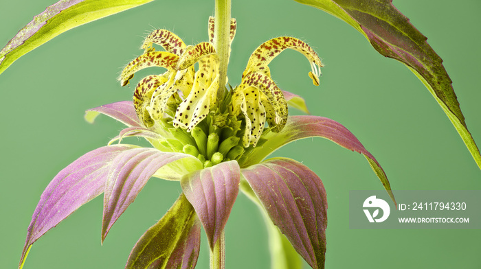 Whorl of spotted monarda (Monarda punctata) flowers surrounding stem. Pink bracts (modified leaves) help attract bees and other pollinators to flowers.