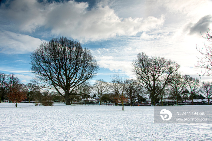 trees in winter