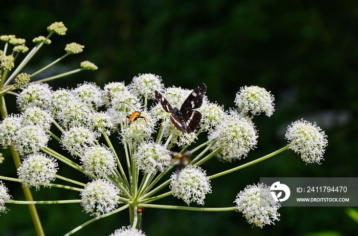 Angelica plan. Close-up . Shallow depth of field