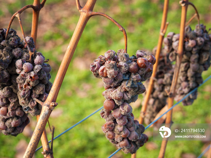 Grapes dry in winter at a vineyard in Burgenland