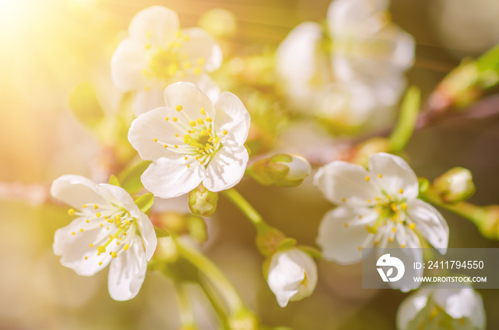 Cherry flowers frame