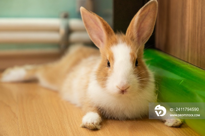 Cute 3 months old bunny rabbit face close up