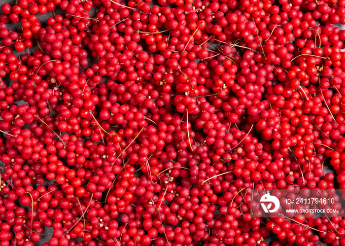 Schisandra chinensis or five-flavor berry. Fresh red ripe berries as background.