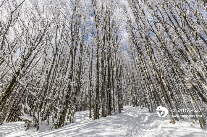 Parco Nazionale delle Foreste Casentinesi, Italy