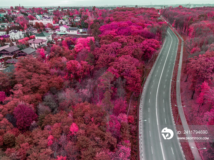 Aerial above scenic empty road curve in wine red forest. Look down on street in colored city park. Treetop view in Kharkiv, Ukraine