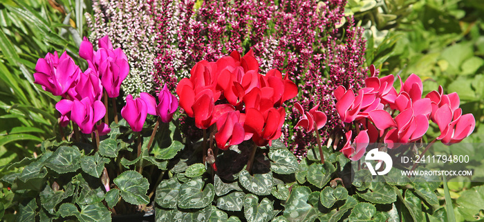 Mini cyclamens et bruyère dans un massif