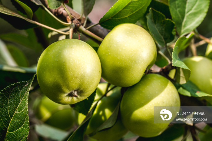 Ripe, juicy, sweet apples on the branches. Harvesting, gardening