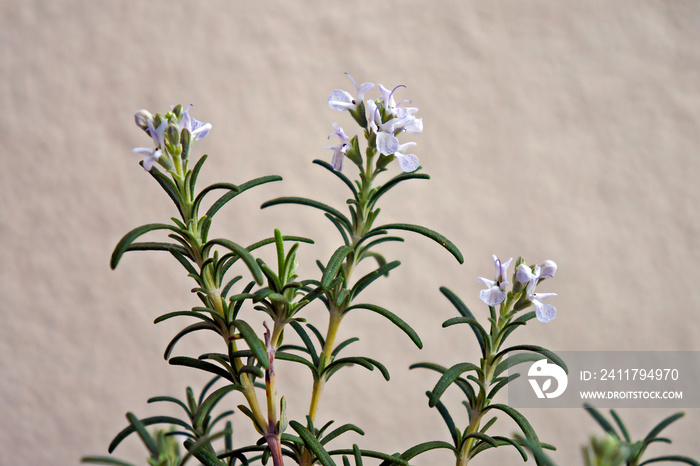 Rosemary flowers in bloom