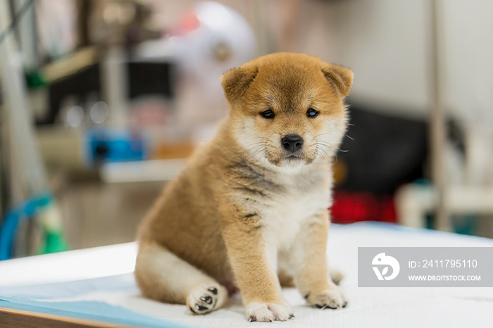 Veterinary concept. Veterinarian examining Puppy Shiba inu dog. check the body with a veterinarian.