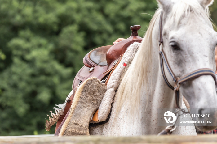 Saddle up a horse: A person saddles a horse