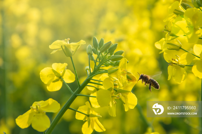 Bee with rape flower in the spring - rapeseed honey