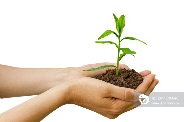 Agriculture. Growth of plant in a hands. png transparent