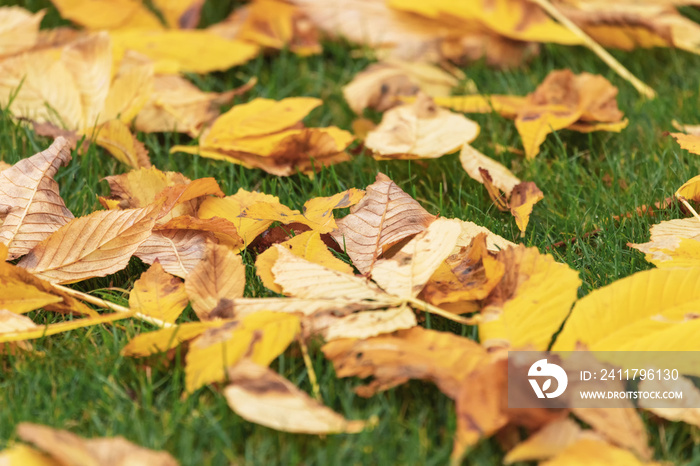 Fallen autumn foliage on a green lawn in the park.