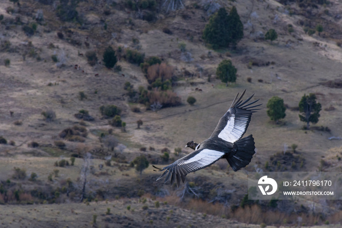 Scene view of an Andean condor (Vultur gryphus) flying against mountain in Esquel, Patagonia, Argentina