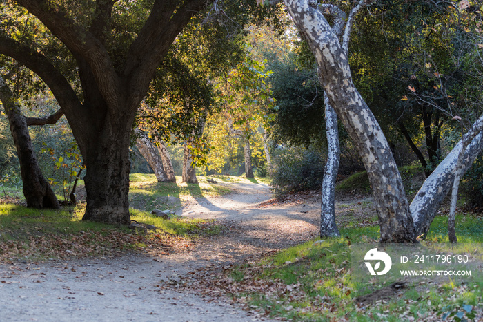 Forest path through Sycamore and Oak trees in the La Canada Flintridge area of Los Angeles County, California.