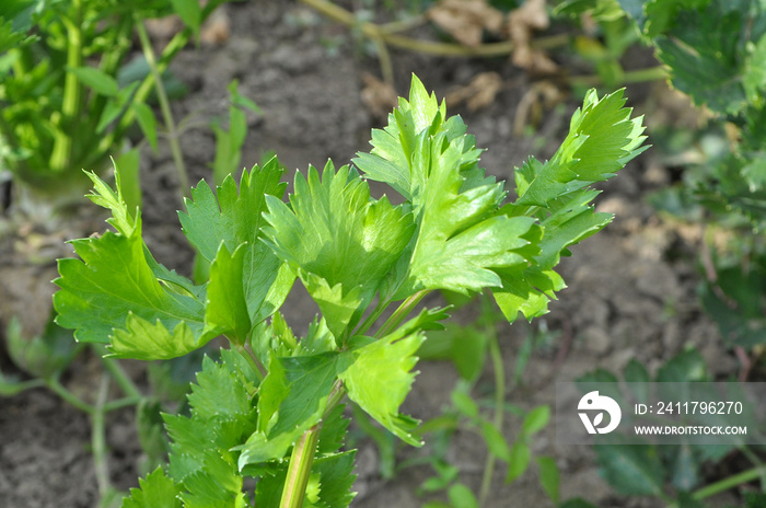 Green celery leaves