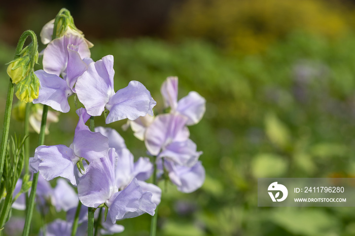 Sweet pea (lathyrus odoratus) flowers in bloom