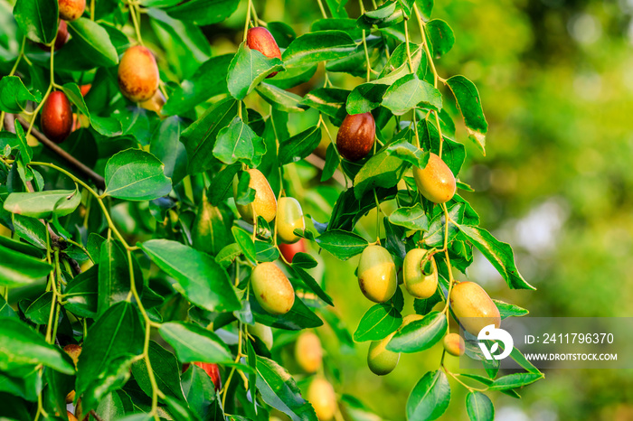 Jujube fruit on the jujube tree in the orchard