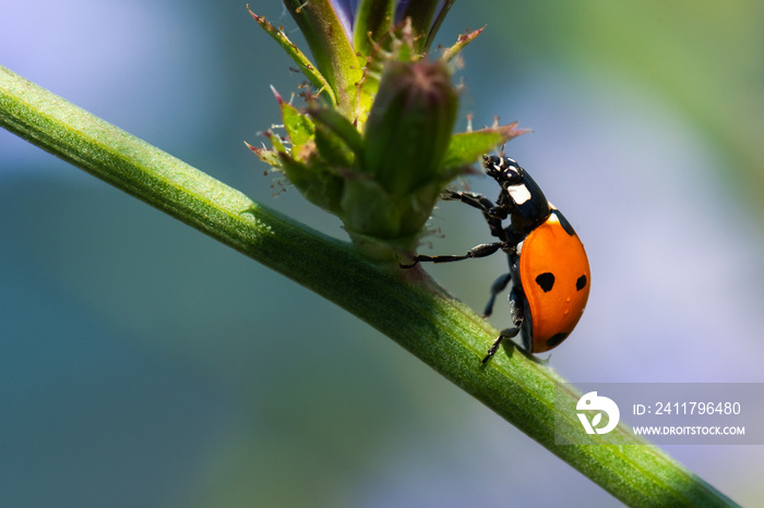 A Red Ladybug Slowly Climbing on a Plant