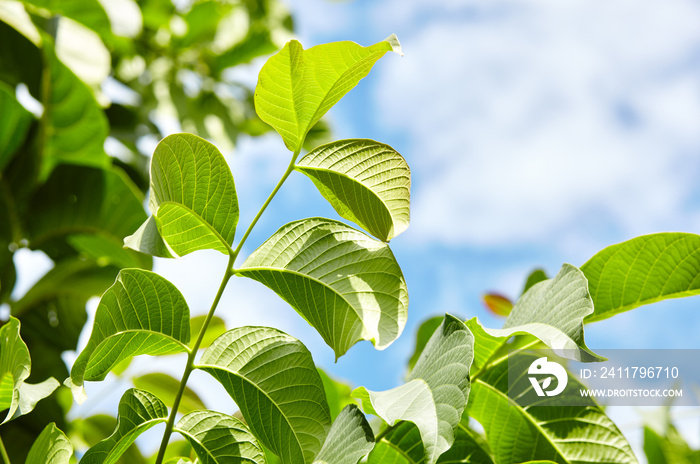 Abstract image of walnut leaves in rays of sunlight. Selective focus, blurred background