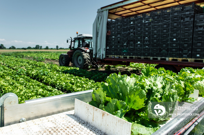 Tractor with production line for harvest lettuce automatically. Lettuce iceberg picking machine on the field in farm.