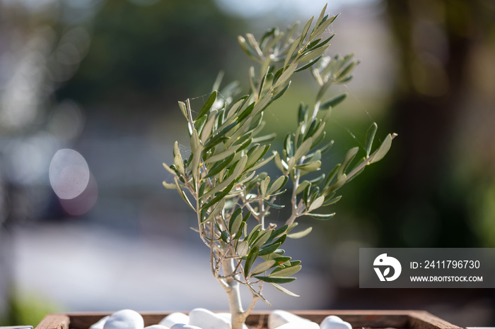 Small olive tree growing in pot, closeup view