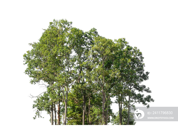 green trees isolated on white background. are forest and foliage in summer for both printing and web pages