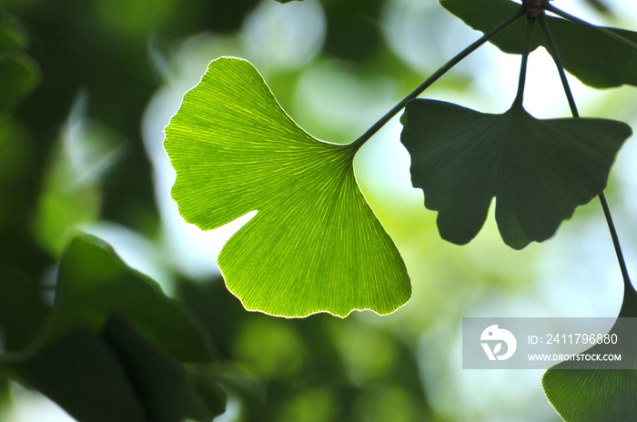 green ginkgo leaves in spring