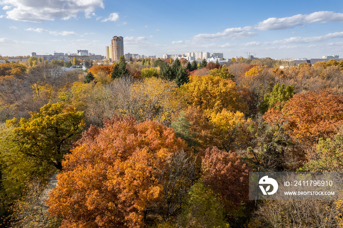 Aerial of autumn trees with city in background.