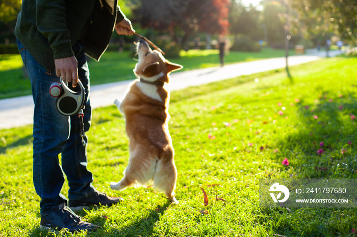 funny cute welsh corgi pembroke dog walking in the park on green grass at sunset, playing fetch and holding a stick in his mouth