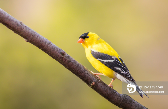 American Goldfinch (Spinus Tristis) male perched on branch closeup