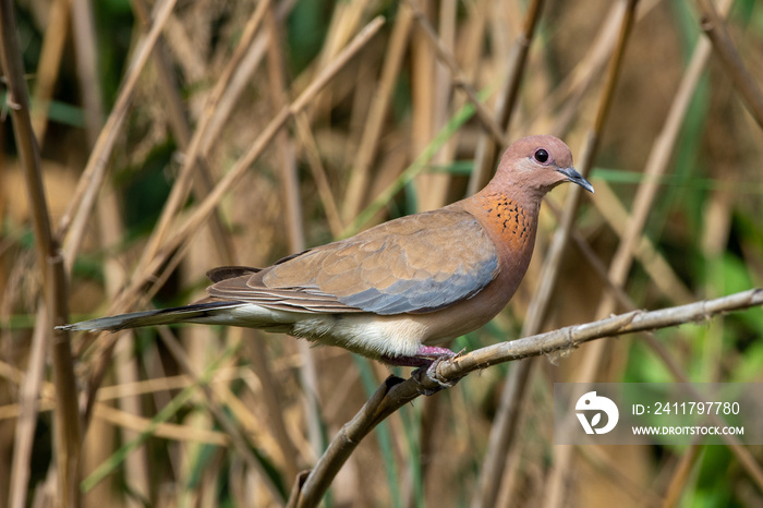 Laughing dove (Spilopelia senegalensis) in the United Arab Emirates